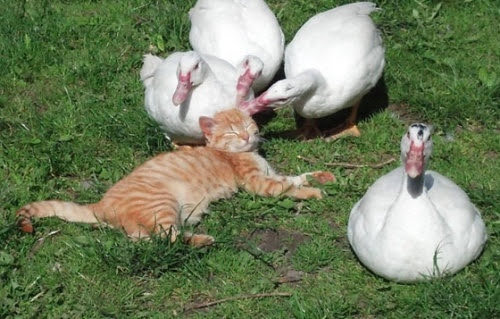 nekochigura5656's tweet image. みなさまおはようございます。今日はCOPDの経過観察で朝から病院です🏥 その後歯医者🦷

ちっちゃいちゃんさんはネコと和解しました

#shindanmaker
shindanmaker.com/632000
○○

たばこを止めて1364日目( ´ー｀)y-~~