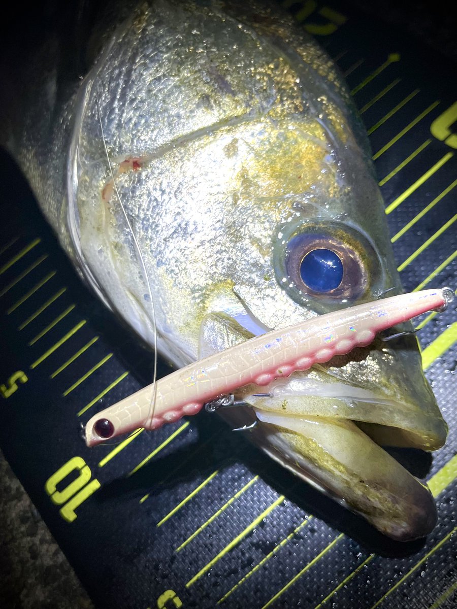 ポン酢🎣 tweet media