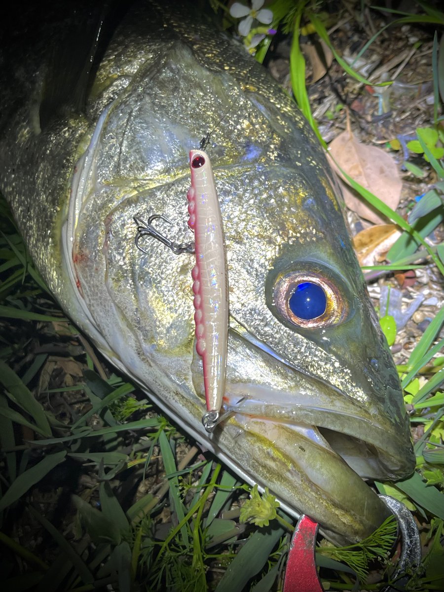 ポン酢🎣 tweet media