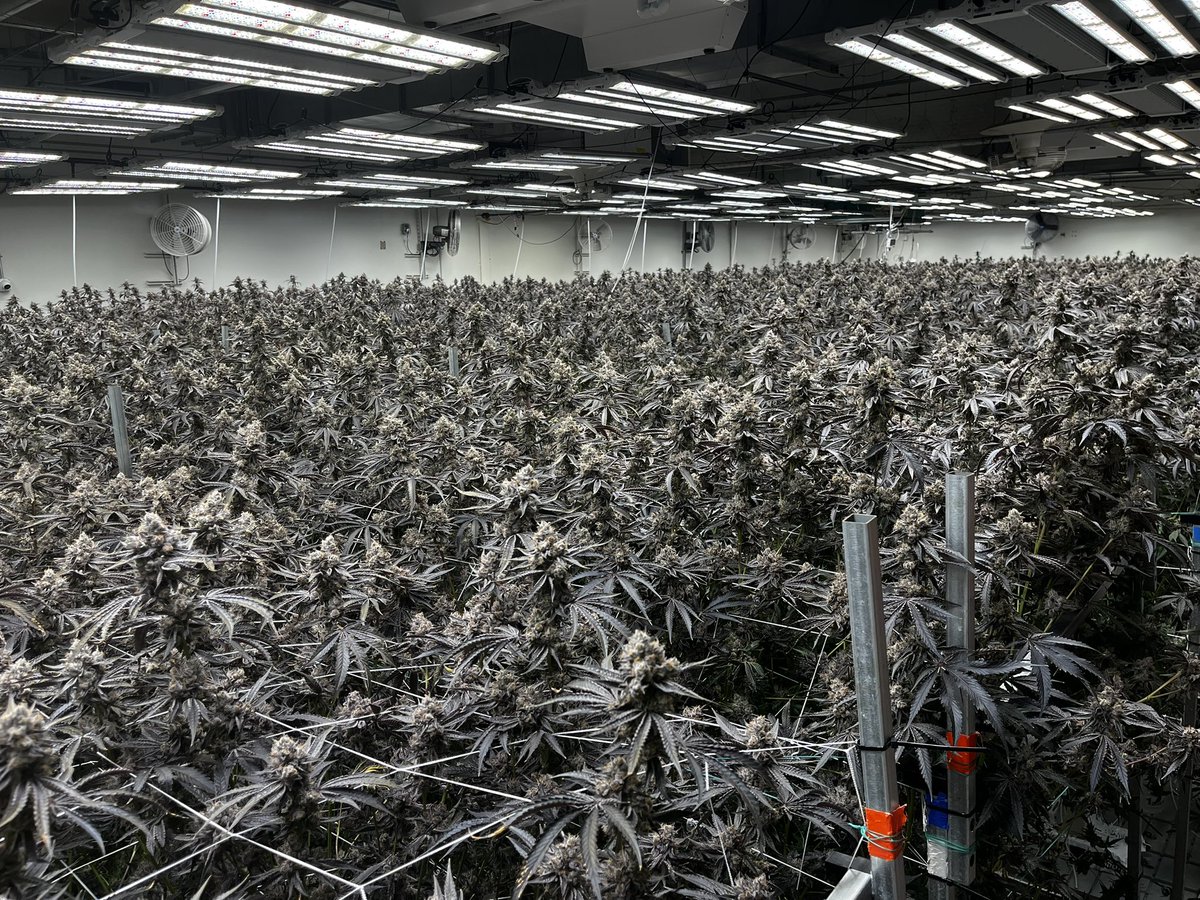 manueldriv's tweet photo. #theorginalscannabis https://t.co/JHgm5Ffp8i