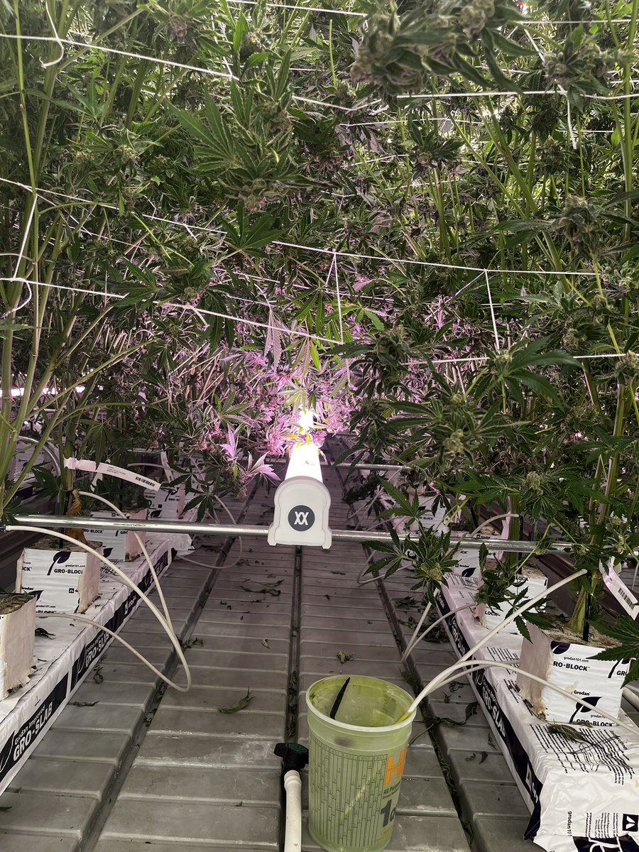 manueldriv's tweet photo. #theorginalscannabis https://t.co/JHgm5Ffp8i