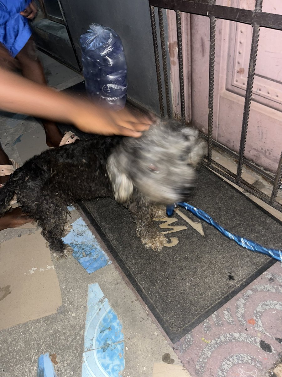 oyintimi_'s tweet photo. Please if you’re looking for your dog around Anthony Village, send me a DM. The dog has been in front of my apartment since 9am. It has refused to leave. I just chained her this night because the neighbors are not comfortable. Please RT till the owner finds her https://t.co/P310XK89h8