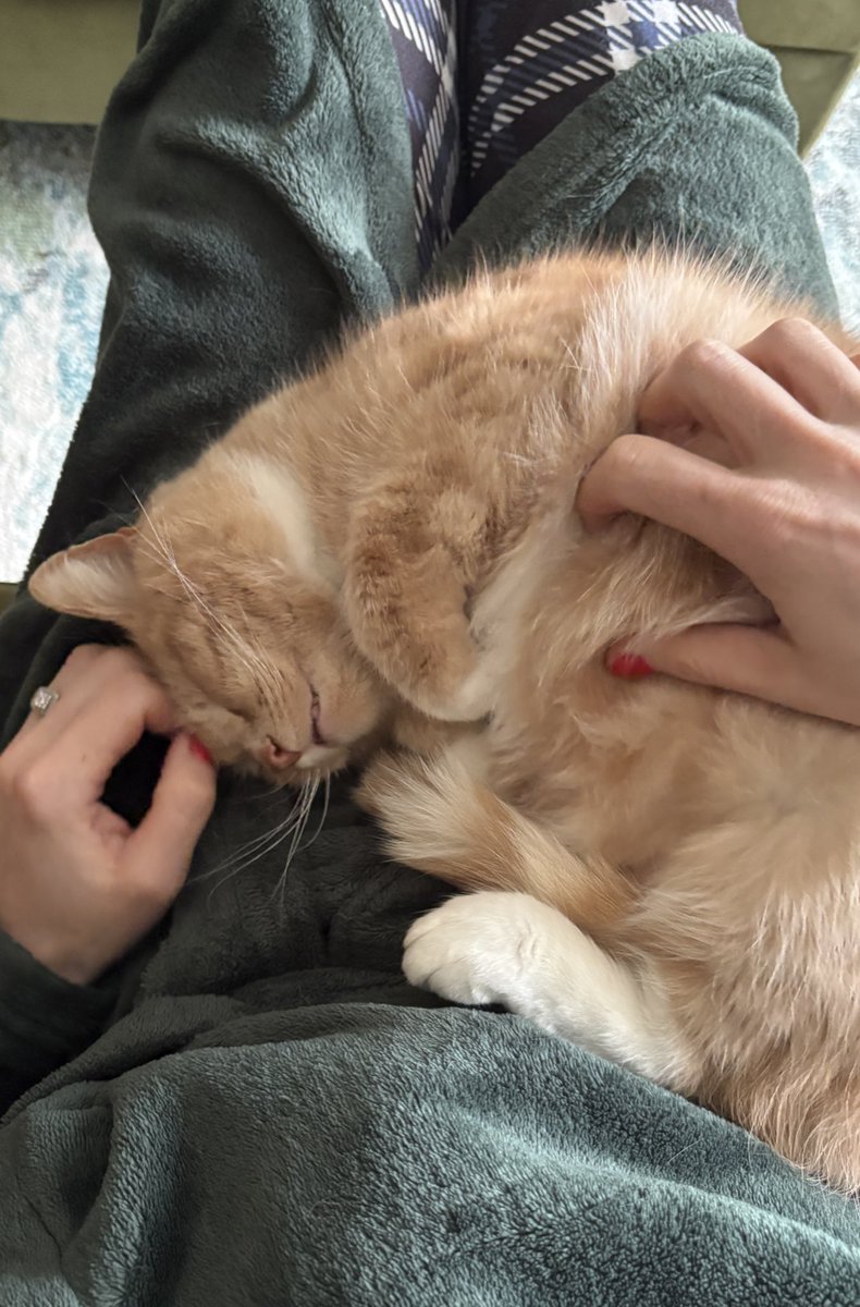 erics_escapades's tweet image. Evening pals, I’ve had a great day in the garden again, time to enjoy some well deserved rest and rubs . This is my favourite time of day . Enjoy your evening all 🧡☀️😸 #catboxsunday #rescuecats #adoptdontshop