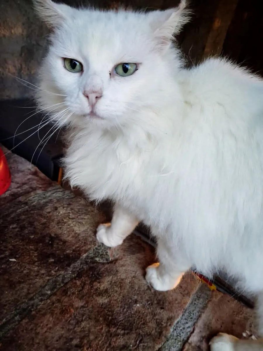 Serenella Raimondo tweet media