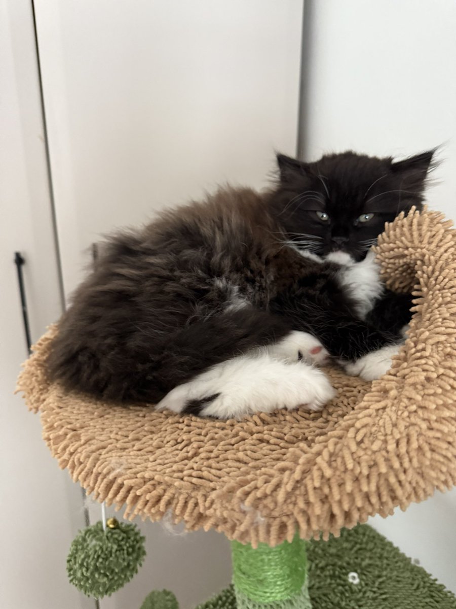 Susan Calman tweet media