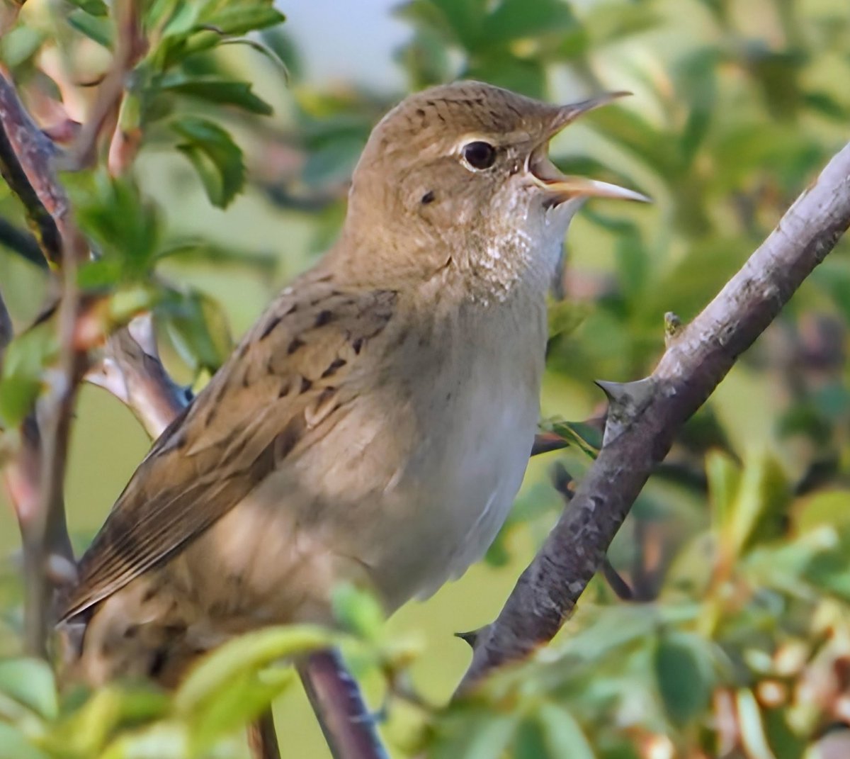James Reader🏴󠁧󠁢󠁥󠁮󠁧󠁿🐝🎸 tweet media