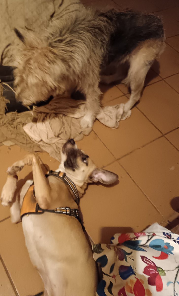 ladydebidebz1's tweet image. Aaaw...
Honey-Boo: MontyMoo, wanna play?
MontyMoo: 😎
#HelloHoney
#Fostering 🥳
GottaLoveMontyMinx