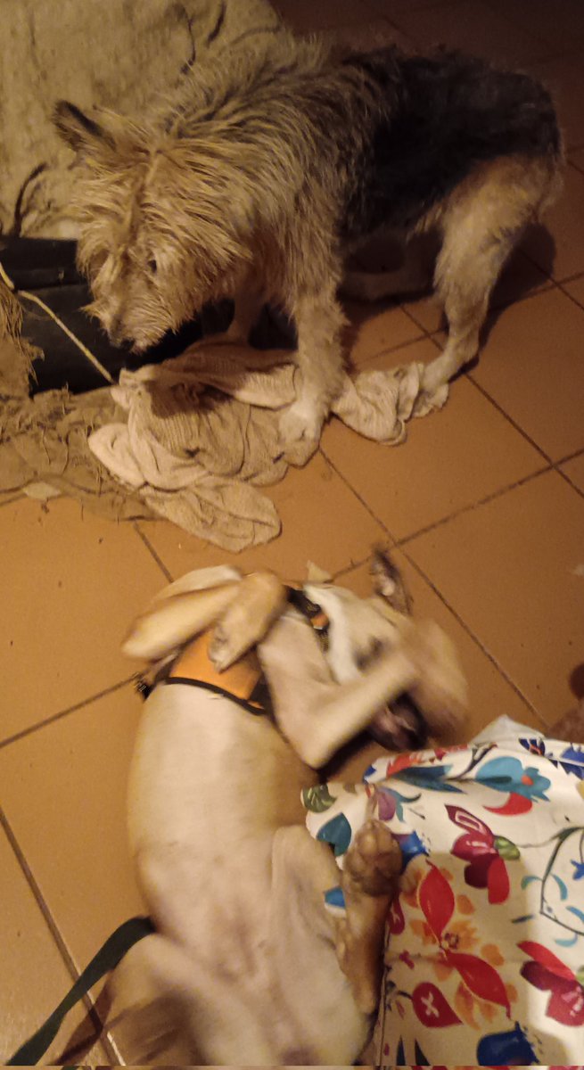 ladydebidebz1's tweet image. Aaaw...
Honey-Boo: MontyMoo, wanna play?
MontyMoo: 😎
#HelloHoney
#Fostering 🥳
GottaLoveMontyMinx