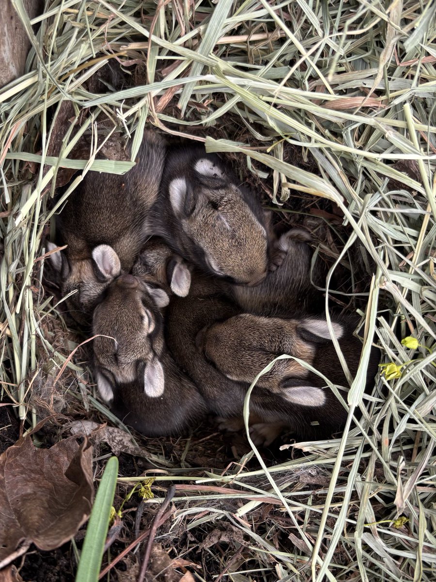 My dog found some baby bunnies in my raised garden bed. I threw some hay over them from my 2 pet bunnies inside. The mom clearly came back this morning to feed them!(: 
My dog has now taken baby bunny protection services seriously😂