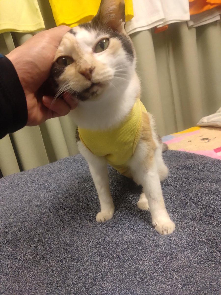 ミケちゃん tweet media