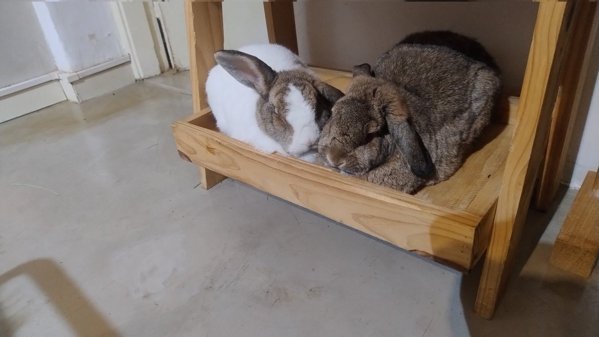 VelvetBun 🐰✨ tweet media