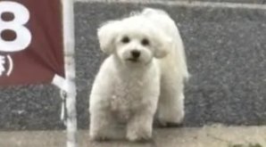 4/19  愛知県  #大府市  大府市柊山町  からやま大府店  付近🐶目撃情報📢
#ビジョンフリーゼ  マルチーズ  マルプー  白い小型犬
#迷子犬  #迷い犬  知多郡  東浦町  東海市
無事保護されてます様に🙏目撃されたら110番で保護依頼を🙇‍♀️
lostpet.jp/51296 より