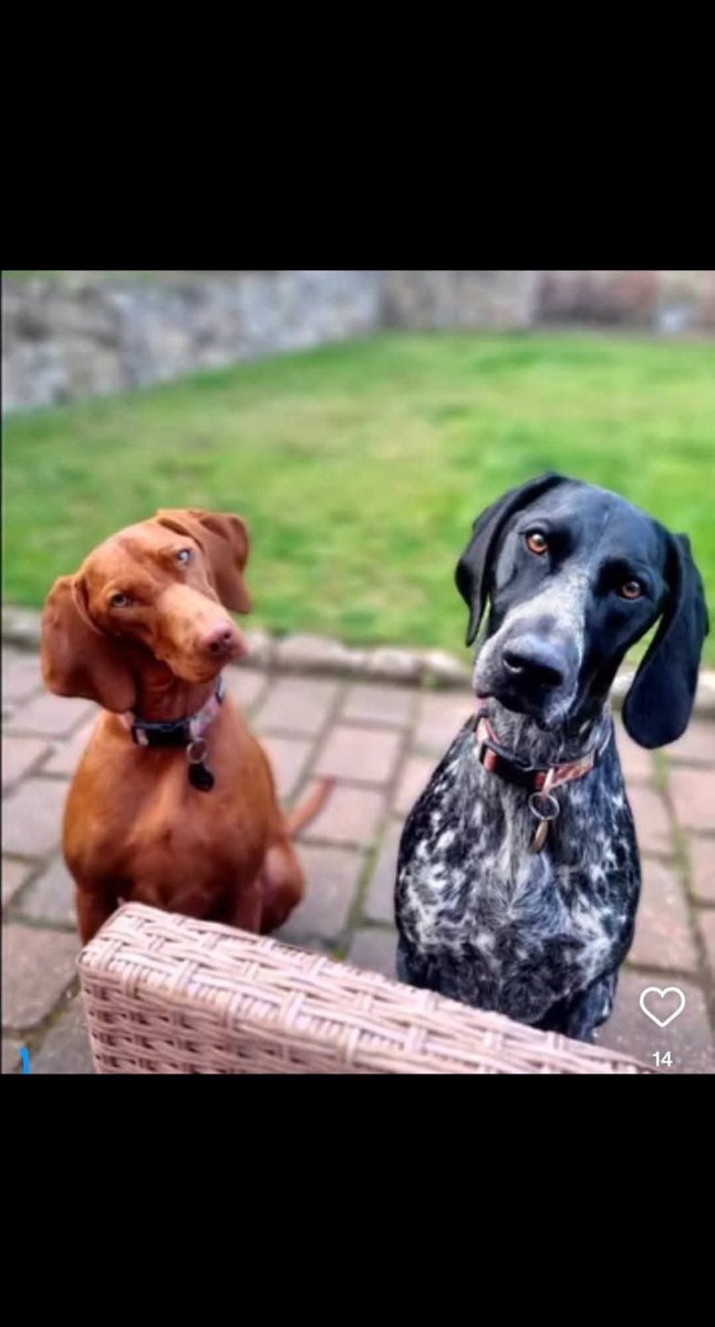 Missing Pets GB tweet media