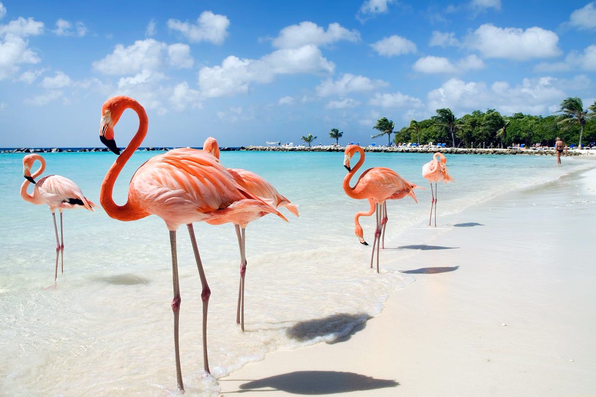 GlobalDWeds's tweet photo. 🌴 CARIBBEAN CRUISE ESCAPE – MAY 2026 🌴

Set sail on an unforgettable journey departing from Colón, Panama🛳️

📅 May 16–23, 2026

✨ Itinerary Highlights:
• Cartagena – colourful streets & rich history
• Oranjestad – white sand beaches & nightlife
• Willemstad – iconic Dutch architecture
• Plus relaxing days at sea 🌊

💰 Total Price: $7,899.46 CAD (2 adults)
✔️ Taxes, fees & port expenses INCLUDED
✔️ Prepaid gratuities INCLUDED
✔️ $138 per person in port fees
✈️ Flights not included

Perfect for couples, friends, or a bucket-list getaway 🛳️

⚠️ Pricing subject to change

📩 For USD pricing or alternate dates:
 angela@globaldestinationweddings.com