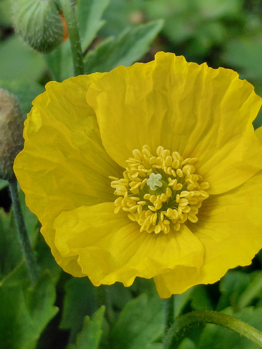 heljane75's tweet photo. #wildflowerhour  The lovely #WelshPoppy in #HeatonNorthEastUK  Sunday walk 🌼 https://t.co/EUKcoPuUtU