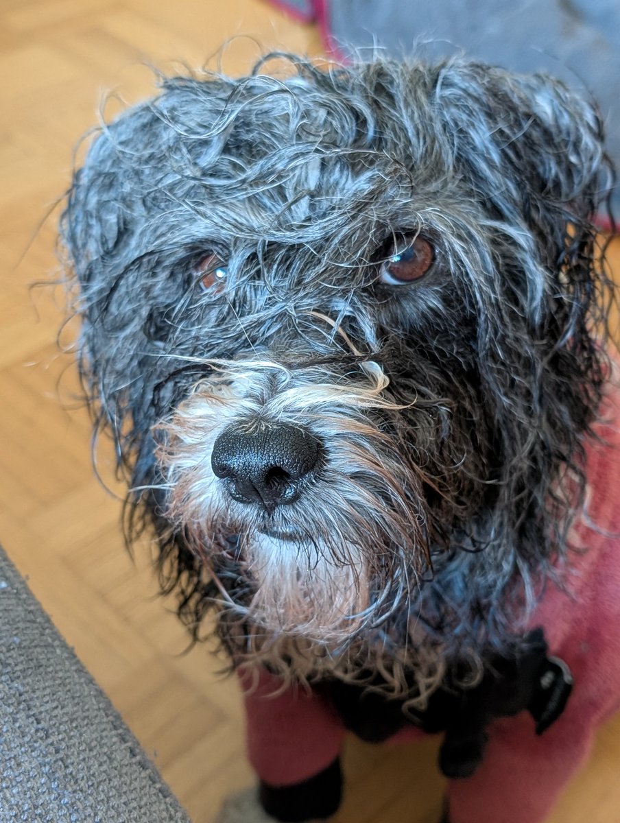 Tammy 🐾 Ministerin für Extremsport tweet media