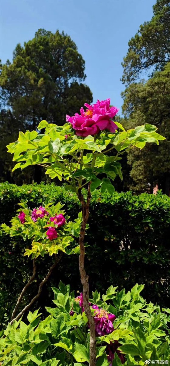 jérémy doutreluingne tweet media