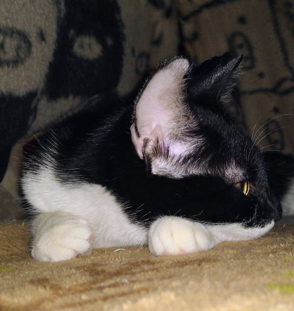 Pain tears tweet media