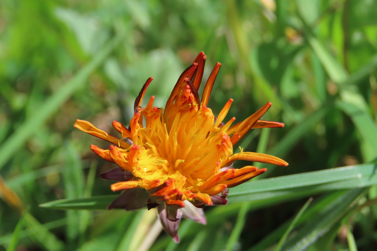 donnarainey4's tweet image. A striking looking Dandelion in my garden. #wildflowerhour