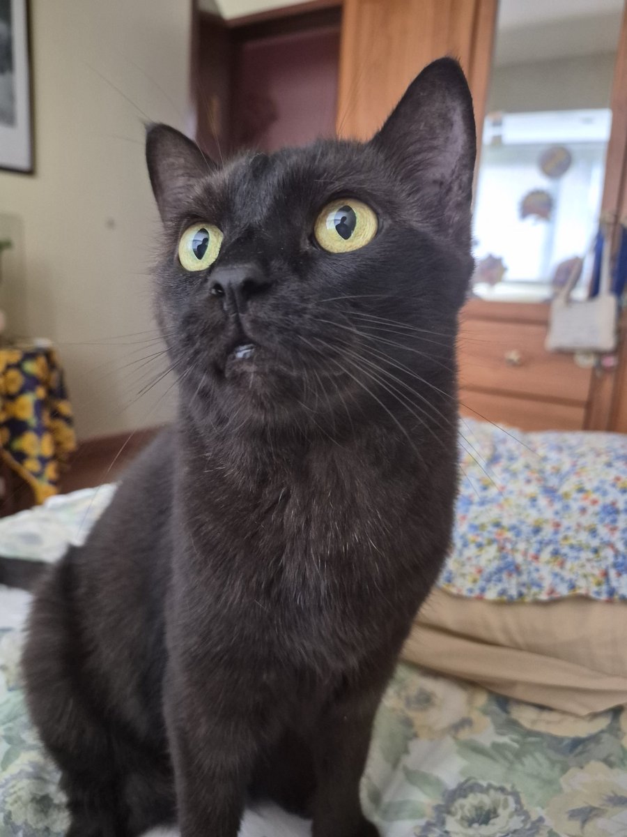 SMimizento's tweet photo. Vai se fuder meus gatos são mt fotogênicos https://t.co/ks51rfrcSr