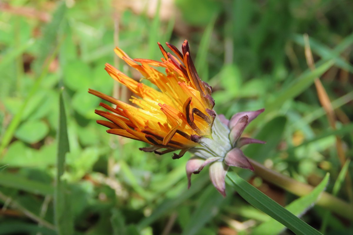 donnarainey4's tweet image. A striking looking Dandelion in my garden. #wildflowerhour