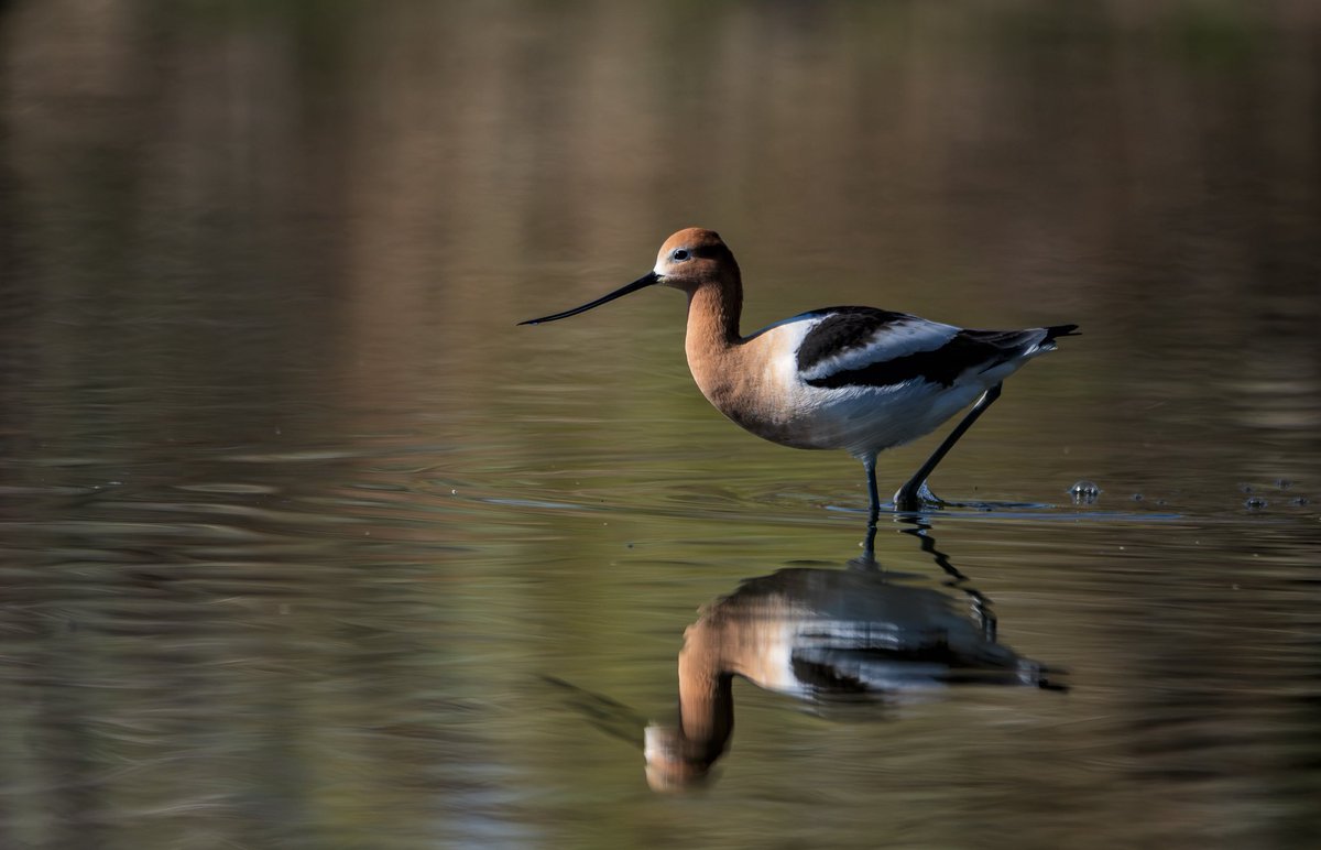 mnryno34's tweet image. An avocet this morning in Lakewood, Colorado. #Colorado #photography #avocet #COwx