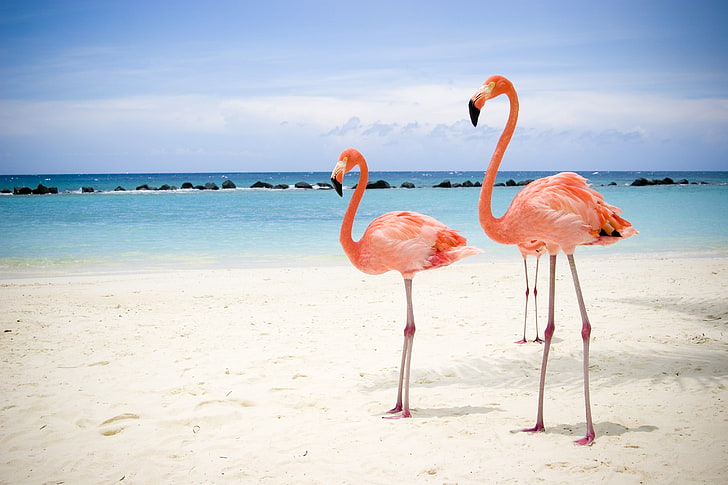mac_dior's tweet photo. @Dr_Hayfaa flamingo🦩 https://t.co/5Oo6WglnlR