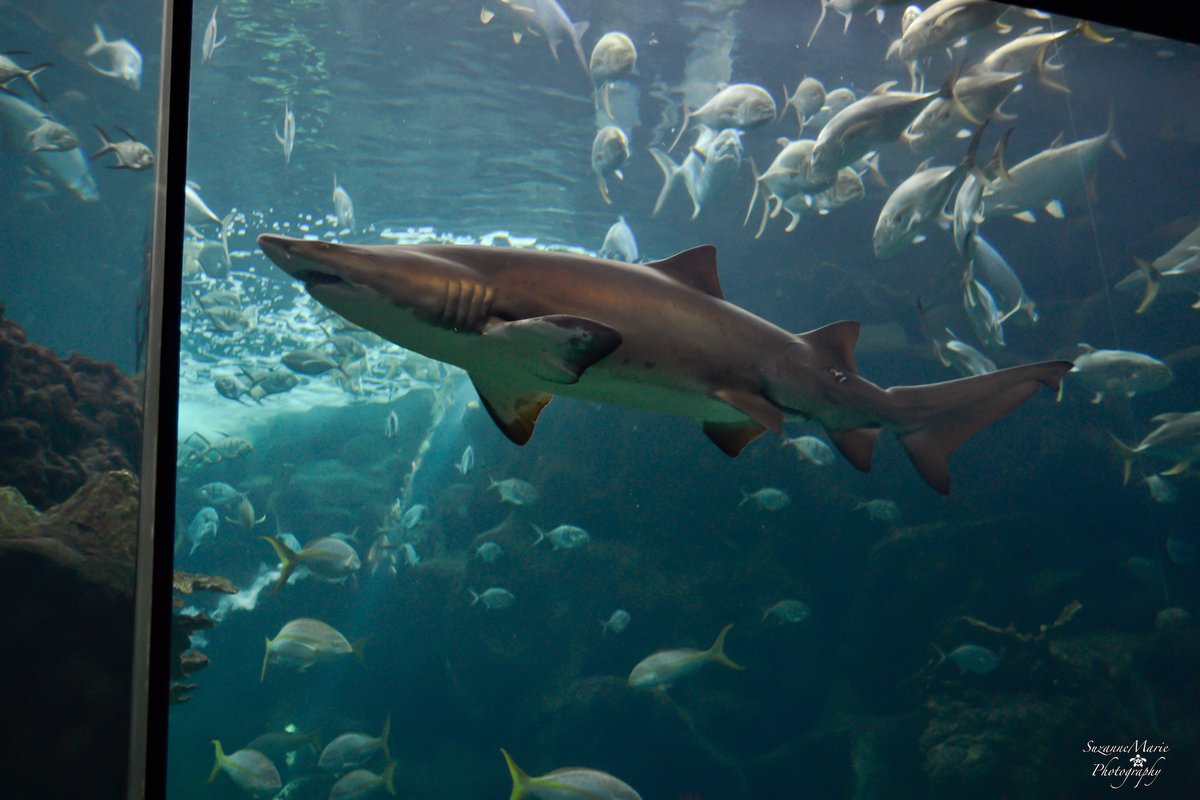 tsuzanne48's tweet image. Shark

#birdphotography #wildlifephotography #photography #naturelovers #photooftheday #photographer #florida #wildlifephotographer #naturephotography #animalphotography #wildlifephoto #shark #sharks