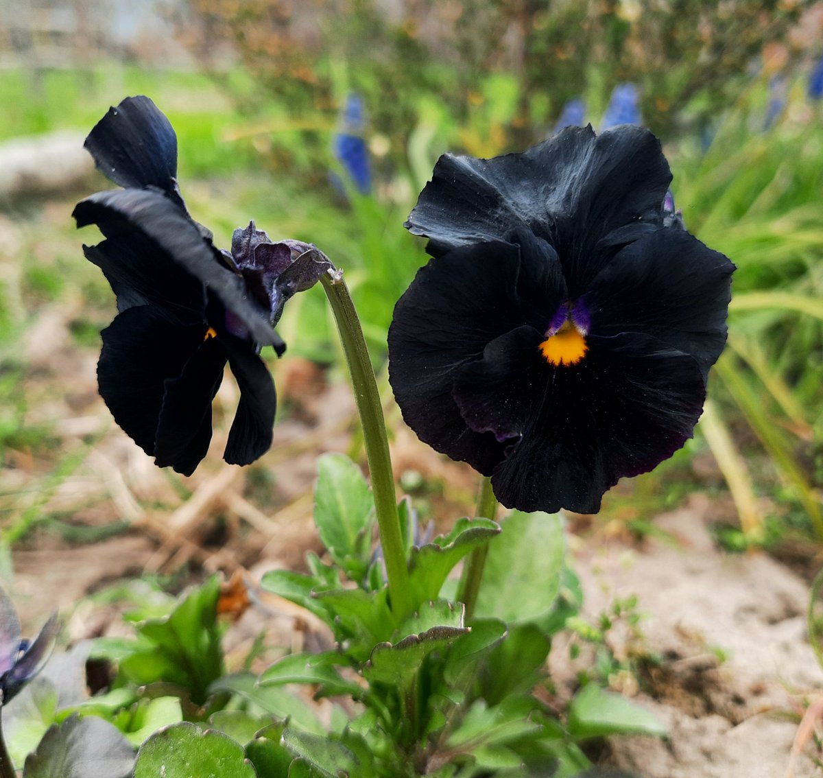 Синезелёные водоросли tweet media