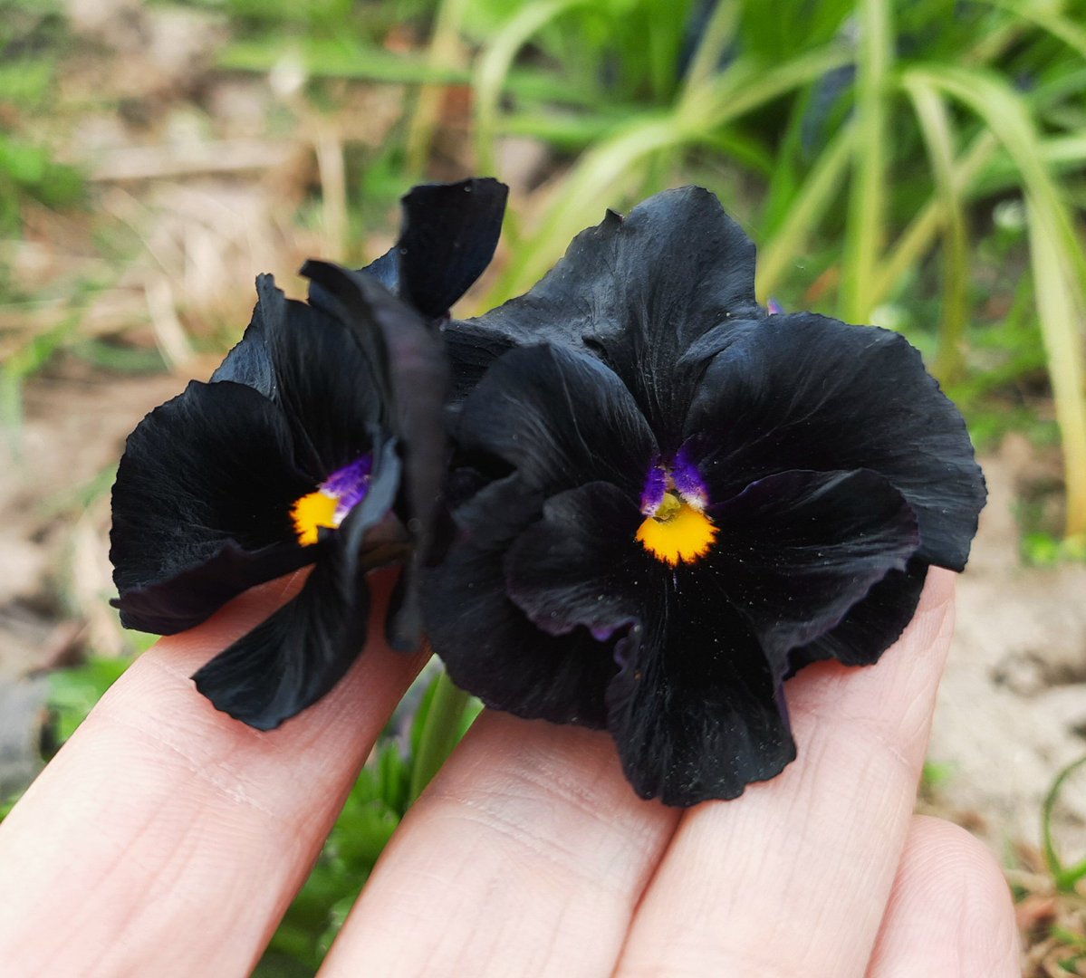 Синезелёные водоросли tweet media