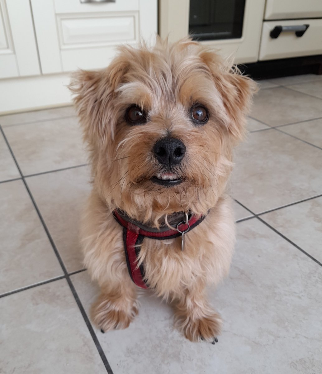 law_vmilner's tweet image. Haircut 100
#dogs #pets #goodboy