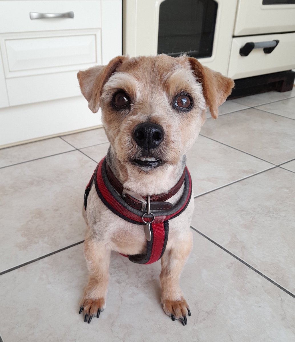 law_vmilner's tweet image. Haircut 100
#dogs #pets #goodboy