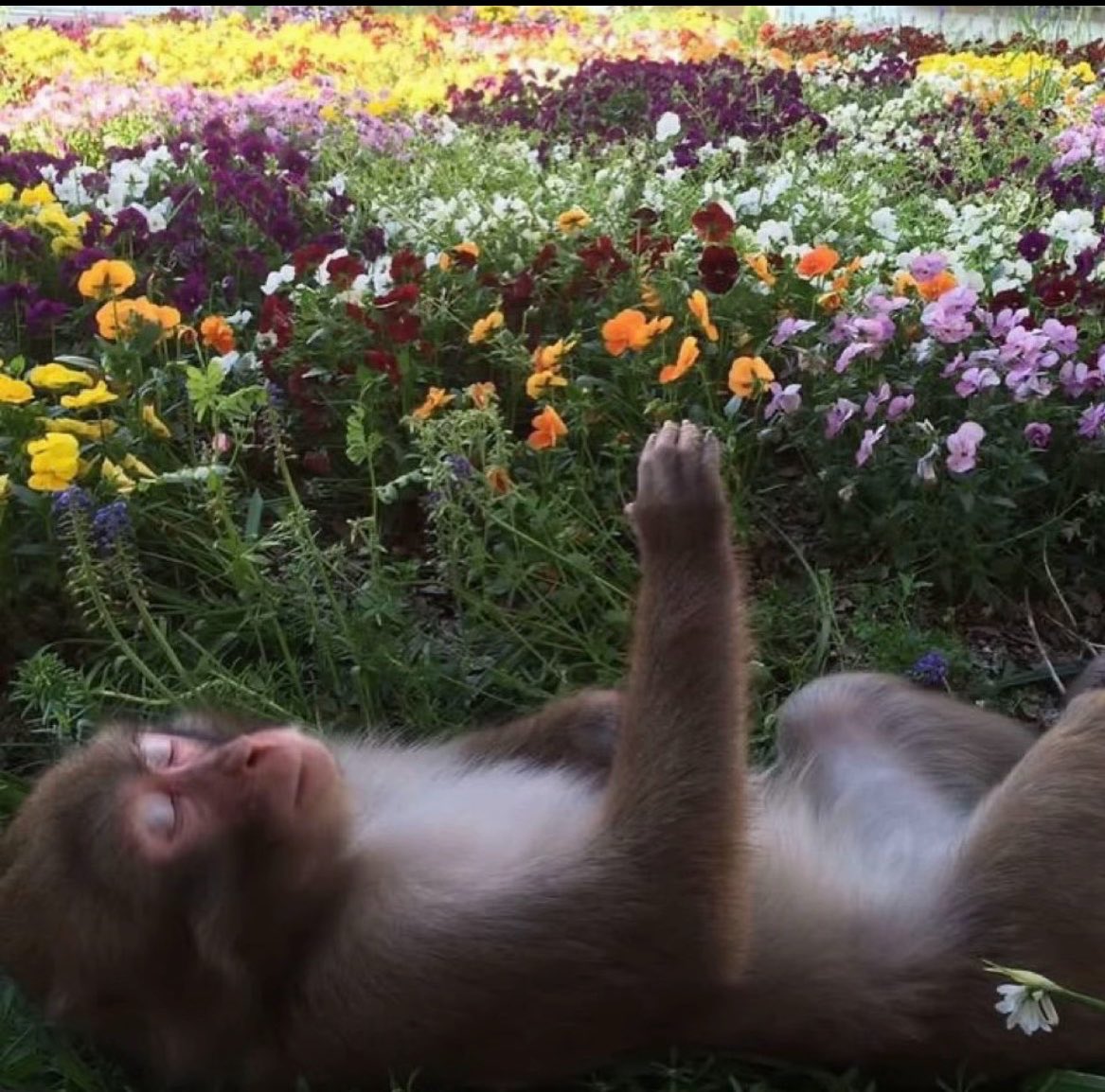 germaine tweet media