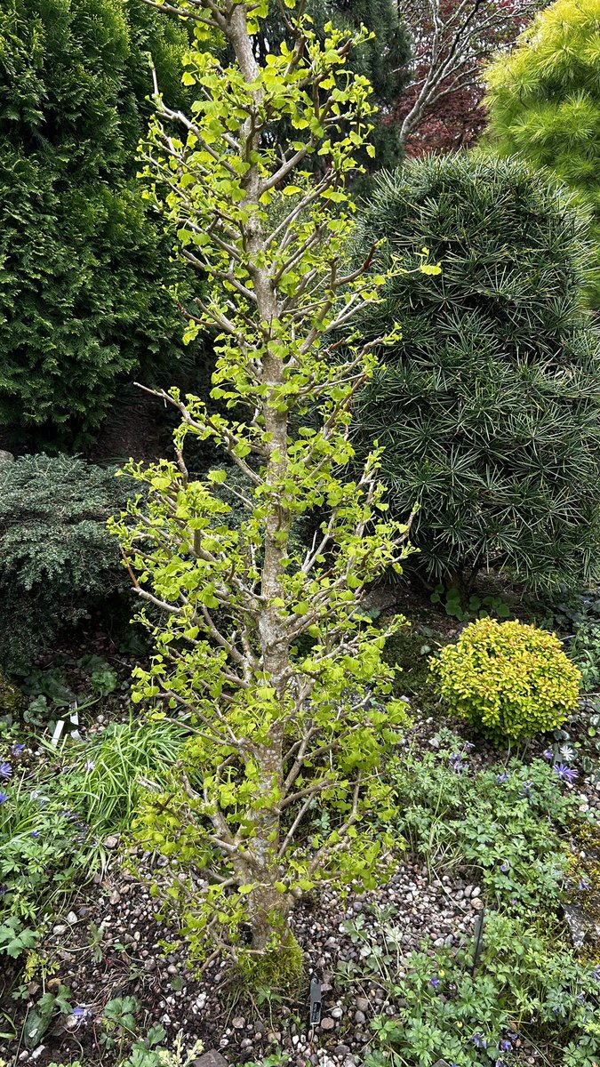 ArthurButcher44's tweet image. Springtime and new shoots being celebrated by a #ladybug ……💚🐞