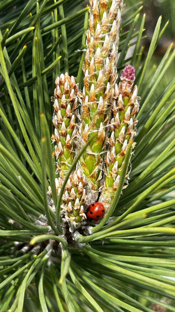 ArthurButcher44's tweet image. Springtime and new shoots being celebrated by a #ladybug ……💚🐞