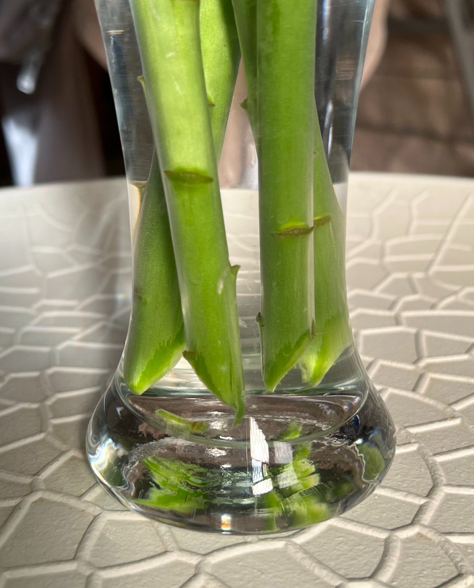 العناية ب lily❣️
نقص الغصن من تحت مثلث حطيت صورتها لكم
ونقص اوراقها الخضراء اللي تحت فوق مستوى المويه 
المويه لازم تكون مفلتره انا احط معها (سكر) افضل شي⭐️
اول ما تتفتح تقصون المتك 'الاحمر اللي جوا الوردة ALT 
المكان مايكون حار لازم تكييف وتهويه

- تجلس عندي اكثر من 10 ايام❣️