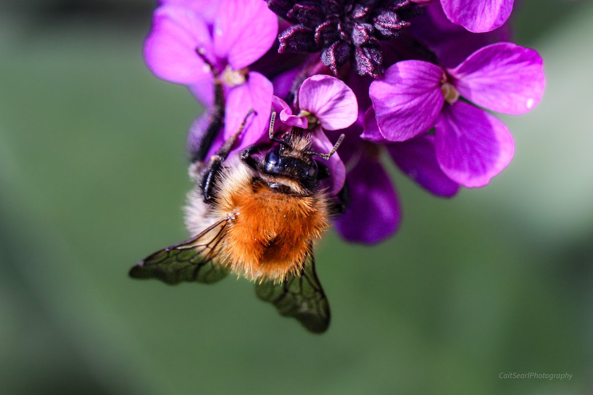 Cait Searl tweet media