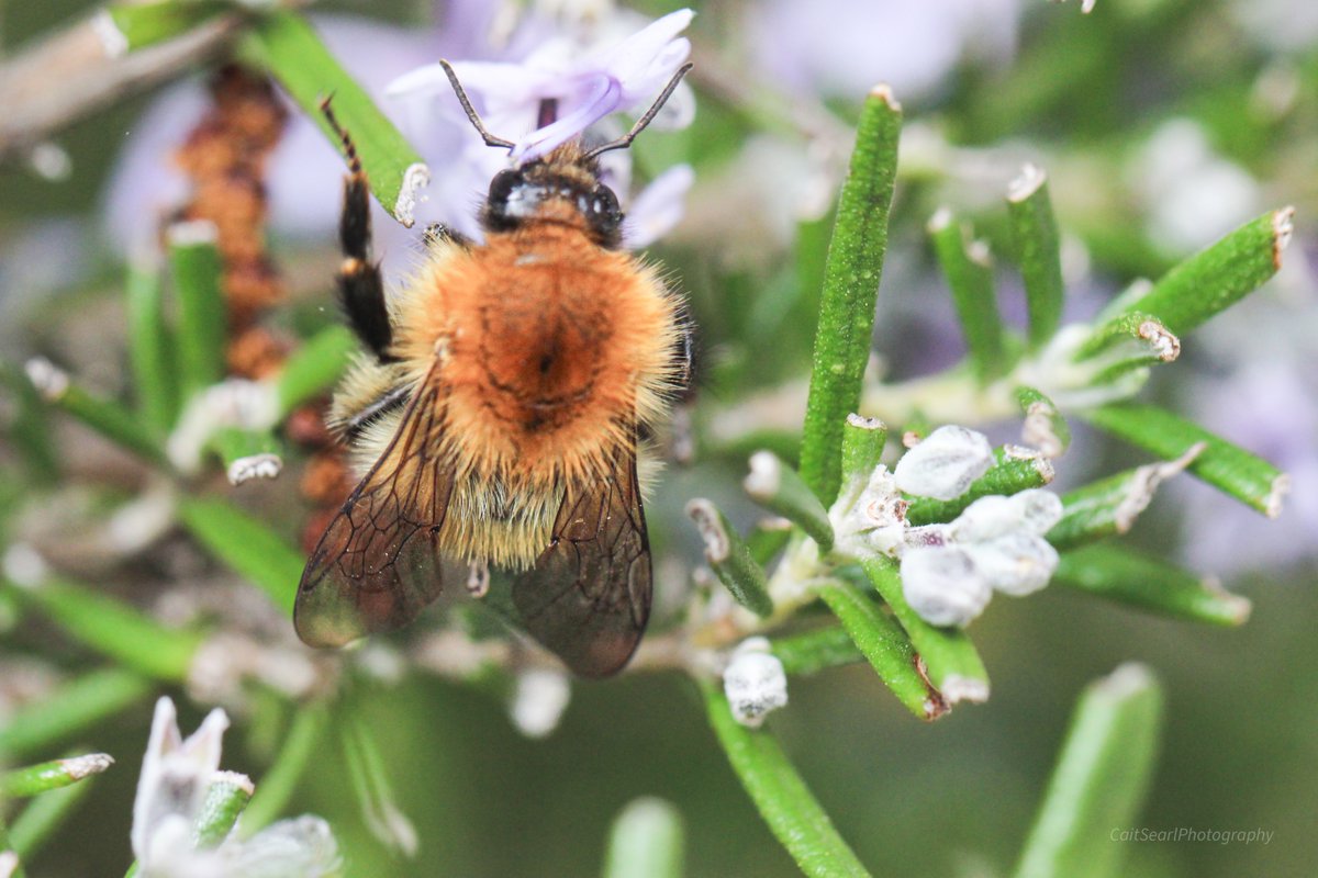 Cait Searl tweet media