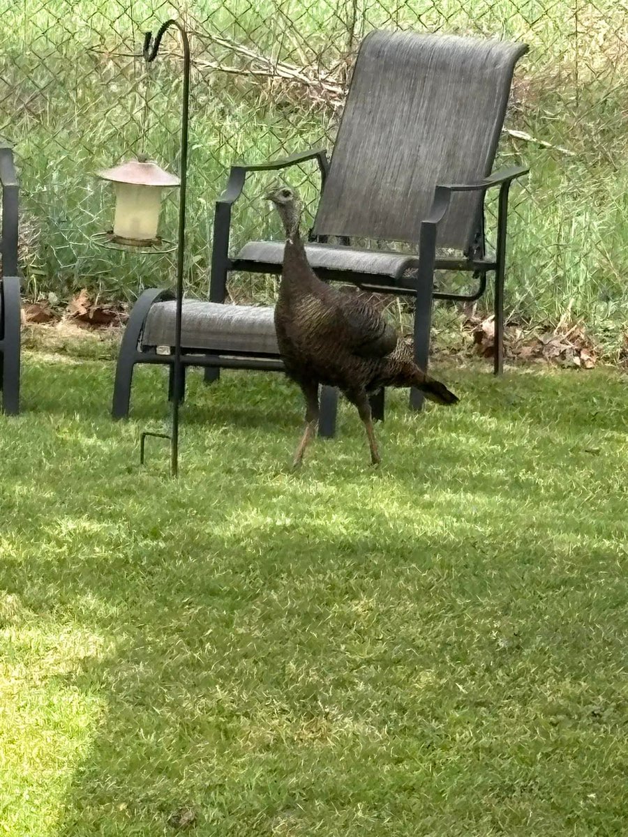 dearalexhenry's tweet image. GUYS HELP THERES A FKING TURKEY IN MY BACKYARD I THINK HE HEARD ABOUT THE BOOK SEQUEL NEWS IM SO #SCARED