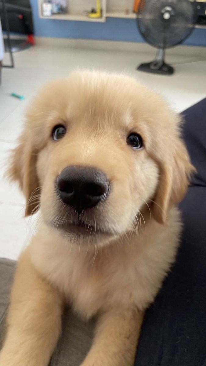 Doglover tweet media