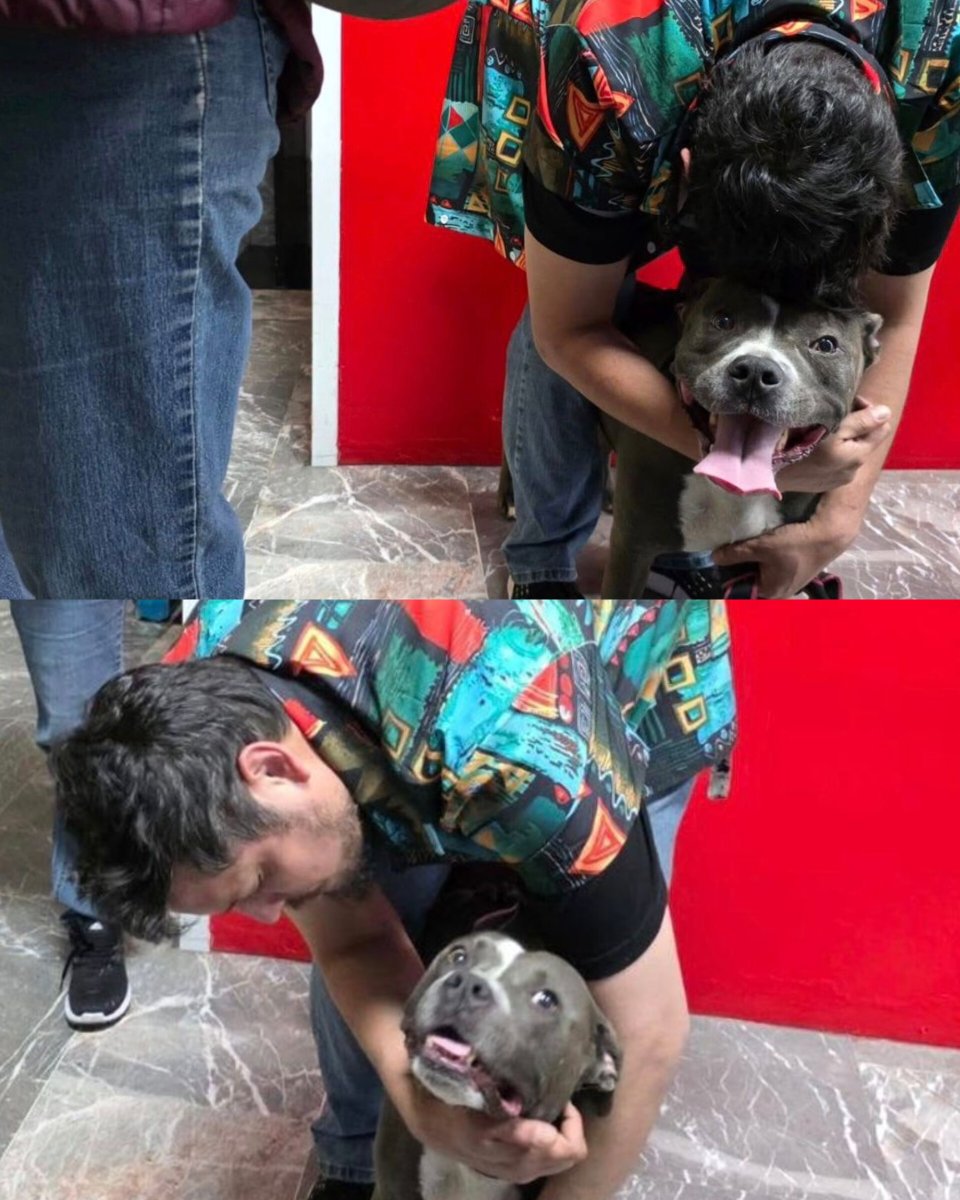 alfredoalvarez1's tweet image. Apareció "Lola", después de haberse perdido por irresponsabilidad de línea aérea en aeropuerto de Tijuana.🐶

#LolaEncontrada #Aerolíneas #Tijuana