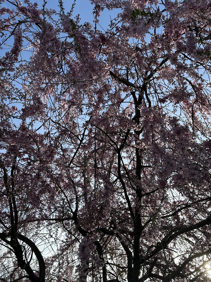 sevensevenok's tweet image. #catchup and #moments
I found the 🐢 💜
#Pokemon #PokemonGoApp #Moments #GOSnapshot #PokemonGo #PokemonGo10 #PokemonGoFest2026 #Photography