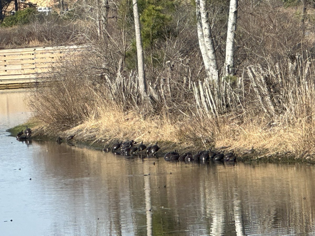 sevensevenok's tweet image. #catchup and #moments
I found the 🐢 💜
#Pokemon #PokemonGoApp #Moments #GOSnapshot #PokemonGo #PokemonGo10 #PokemonGoFest2026 #Photography