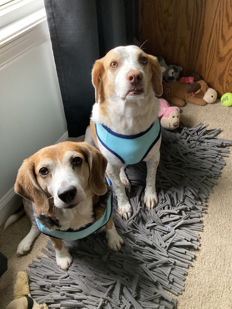 livewellian's tweet image. We Love food, whatcha got? ❤️🐶💜 #BeagleFacts #RescueHounds