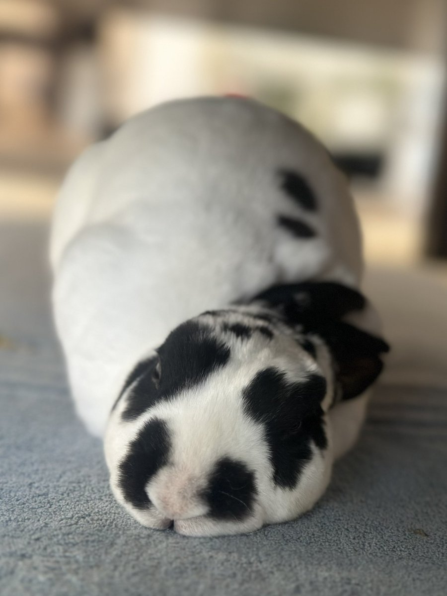 もちママ tweet media