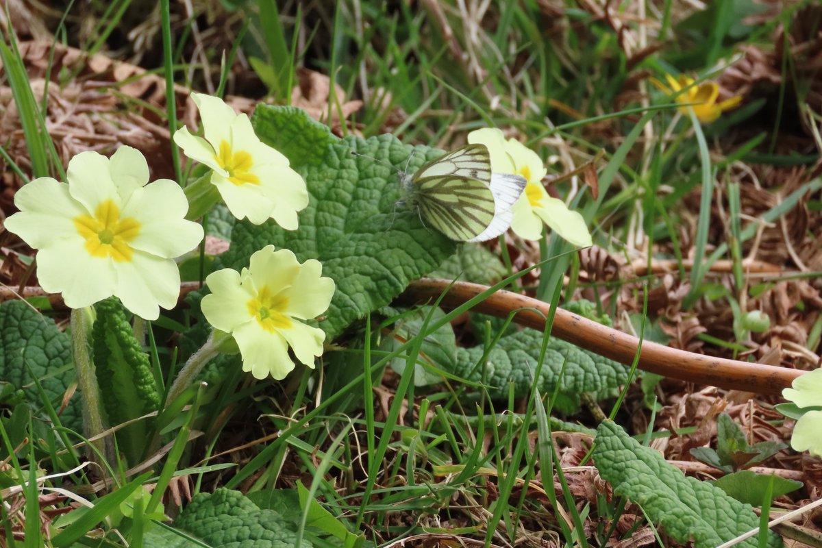 donnarainey4's tweet image. Massive display of Primroses at Fairhead, Co.Antrim coast today.#wildflowerhour