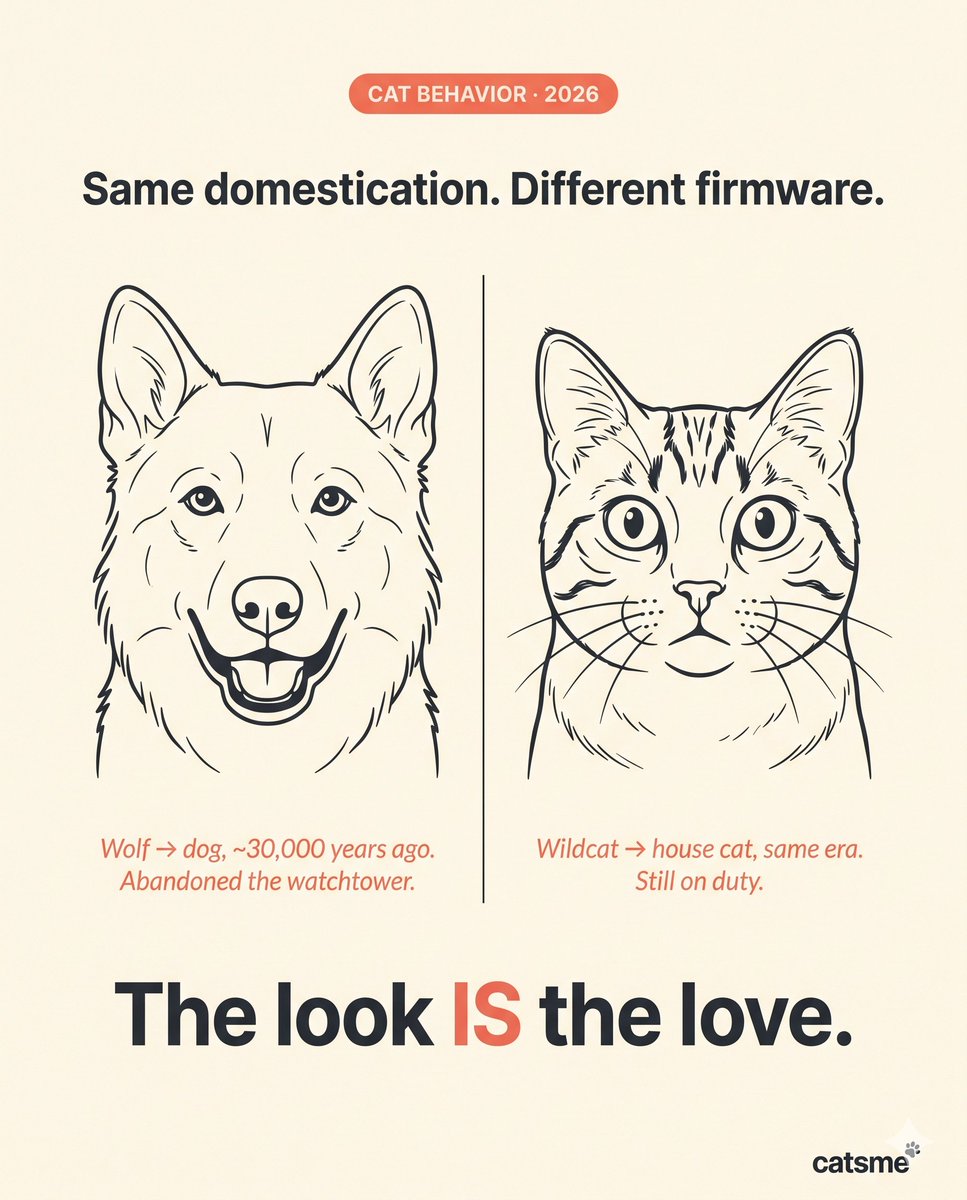 Carelogy0216's tweet photo. @burcuu_unlu The look IS the love.
Cats never dropped their solitary-ancestor wiring. Dogs gave it up ~30,000 years ago. Cats kept it. That "hmm" after a decade of care isn't distrust — it's her full instinct staying online while she lives with you. https://t.co/vpkNzj0XT1