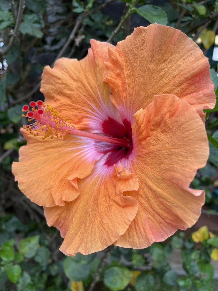 SylvieDahl's tweet image. #FlowerReport peaceful hibiscus at the Hilo Library reading garden #Hilo #Hawaii