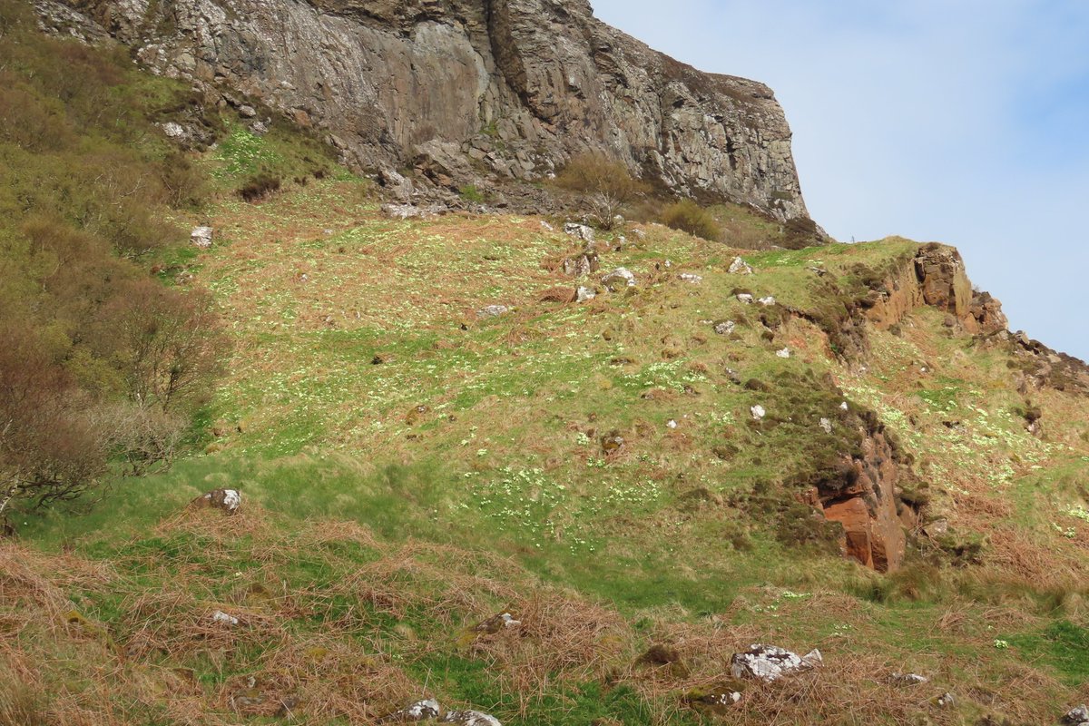 donnarainey4's tweet image. Massive display of Primroses at Fairhead, Co.Antrim coast today.#wildflowerhour