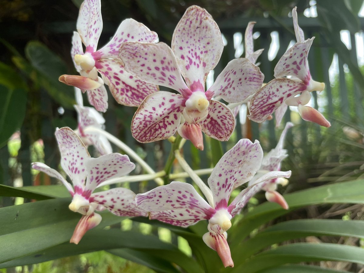 SylvieDahl's tweet image. #FlowerReport new blooms inside the orchid hut #Hilo #Hawaii
#Orchids #OrchidIsland